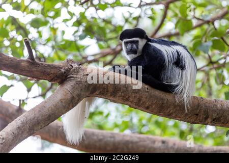 Singe Colobus guereza magnifique, dans l'habitat naturel à proximité du lac Awassa, Ethiopie, Afrique de la faune Banque D'Images