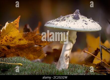 Amanita phalloides champignon, sujet toxique dans la montagne sauvage gros plan sur un jour pluvieux Banque D'Images