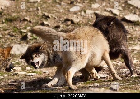 Loup de l'est ou loup gris américain (Canis lupus lycaon) Banque D'Images