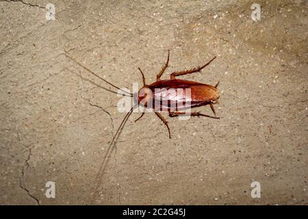 Portrait d'un cafard rampant sur un mur Banque D'Images