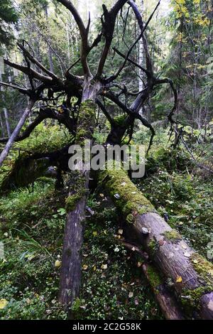 Tombée d'arbres couverts de mousse dans la forêt Banque D'Images