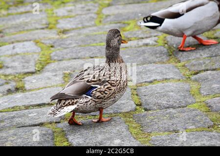 portrait de canards, canards, canards aiment l'eau Banque D'Images