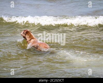 Un chien joue dans la mer Baltique avec son jouet Banque D'Images