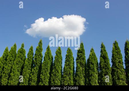 Haie verte des arbres de Thuja, nature, arrière-plan sur le fond du ciel bleu Banque D'Images