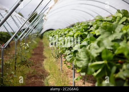 Les plantes de fraise poussent sur de grands stands prêts à être cueillies. Banque D'Images