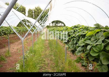 Les plantes de fraise poussent sur de grands stands prêts à être cueillies. Banque D'Images