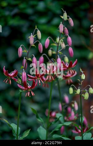 Lilium martagon Claude Shride martagon Lily de Turk cap Lily Banque D'Images