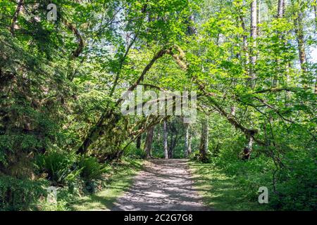 Sentier de randonnée par les bois épais, les arbres forment une arche naturelle sur le chemin, pas de personnes, atmosphère calme. Concept de chemin ou de route vers la destination. Banque D'Images