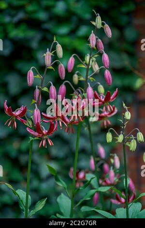 Lilium martagon Claude Shride martagon Lily de Turk cap Lily Banque D'Images