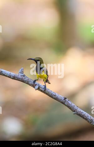 Souimanga à dos olive, souimanga à ventre jaune sur un arbre Banque D'Images