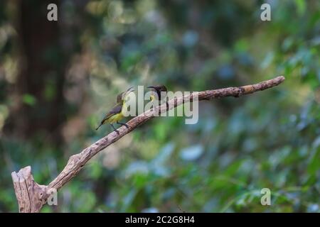 Souimanga à dos olive, souimanga à ventre jaune sur un arbre Banque D'Images