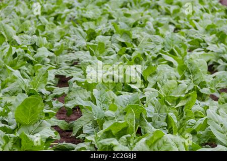 Dans la plantation de blettes vert jardin bio Banque D'Images