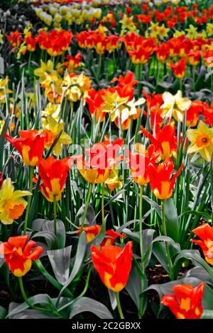 De nombreux tulipes et jonquilles en Hollande, aux pays-Bas Banque D'Images