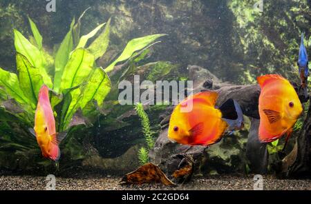 poisson de discus coloré, cichlides dans l'aquarium Banque D'Images