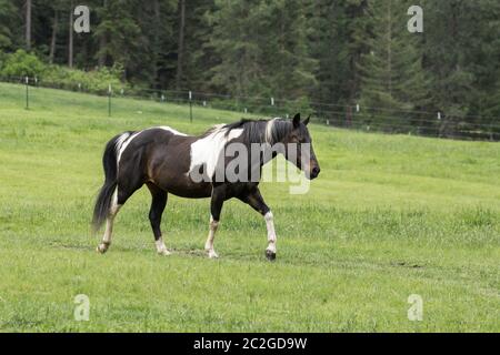 Un joli cheval brun et blanc marche dans le pâturage dans le nord de l'Idaho. Banque D'Images