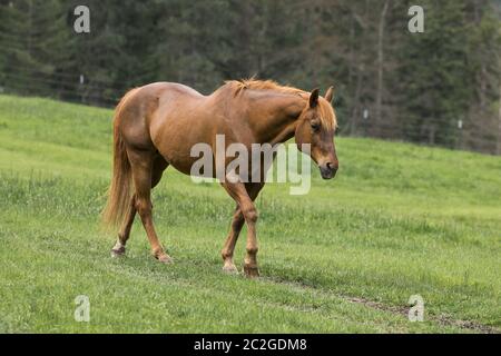 Un cheval couleur châtaignier se promène dans un pâturage dans le nord de l'Idaho. Banque D'Images