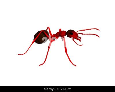 brown forest ant recherche de la nourriture sur le sol de la forêt Banque D'Images