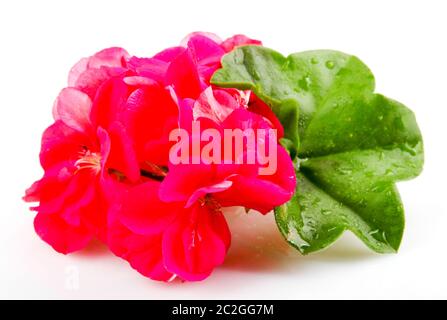 Géranium Pelargonium Fleurs isolé sur fond blanc Banque D'Images