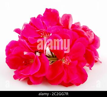 Géranium Pelargonium Fleurs isolé sur fond blanc Banque D'Images