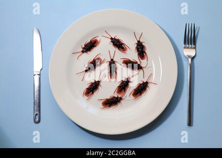 Insectes sur une assiette.insectes comme nourriture ou les insectes comestibles sont des espèces d'insectes utilisées pour la consommation humaine soit entière ou comme ingrédient dans les aliments transformés pro Banque D'Images