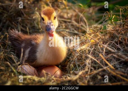 Un petit canard repose sur un nid de foin Banque D'Images