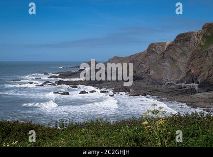 Les falaises de Hartland Quay, North Devon. Côte sauvage. Banque D'Images