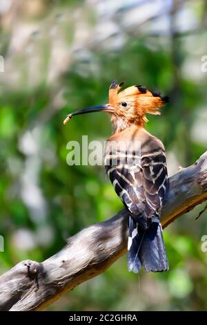 Bel oiseau huppe malgache, Upupa epops marginata, sous-espèce de la famille Upupidae huppe. Le Parc National Ankarafantsika, Madagascar wildlif Banque D'Images