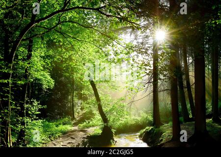Très belle forêt avec brook et clair soleil qui brille à travers les arbres Banque D'Images