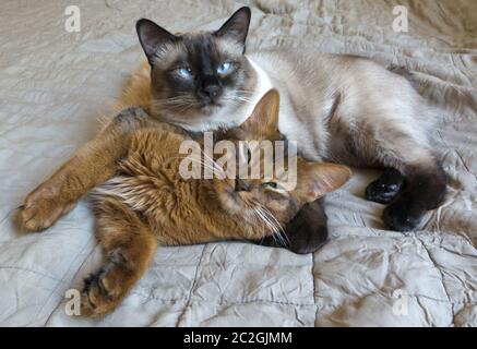 Deux jeunes chats sont au repos au lit, le Thaï seal point Shorthair et Bobtail race Somali moelleux rouge Banque D'Images