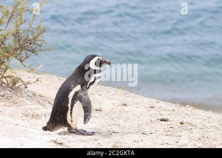 Serin cini de Caleta Valdes colonie de pingouins, Patagonie, Argentine. La faune de l'Argentine Banque D'Images