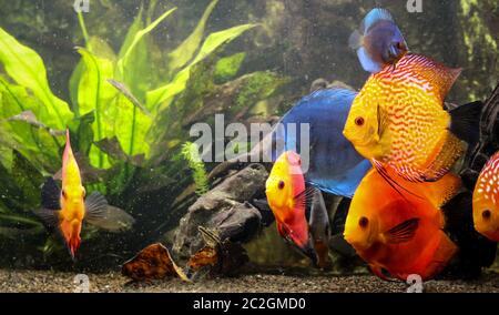 poisson de discus coloré, cichlides dans l'aquarium Banque D'Images