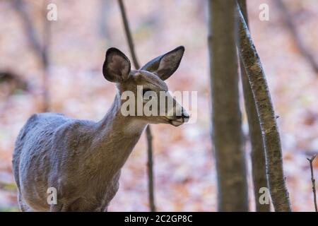 Cerf de Virginie (Odocoileus virginianus) en automne Banque D'Images