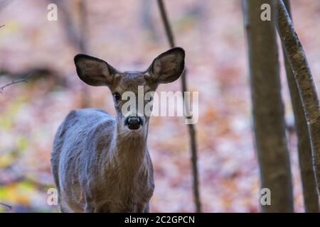 Cerf de Virginie (Odocoileus virginianus) en automne Banque D'Images