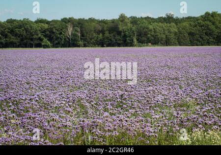 Fleurs bleu-violet Phacelia sur un champ Banque D'Images