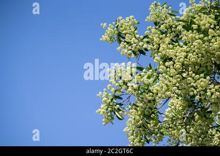 Devil Tree ou arbre tableau noir ( Alstonia notre ) avec des fleurs ont une odeur âcre Banque D'Images