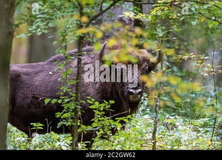 Le bison d'Europe libre bull en forêt d'automne, la forêt de Bialowieza, Pologne, Europe Banque D'Images