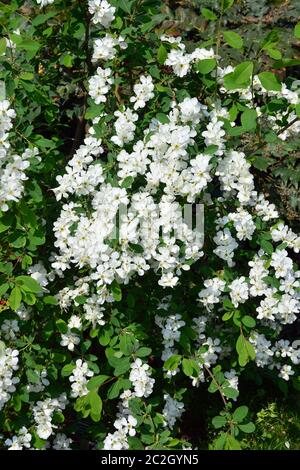 perlière, ou perlbush, Exochorda sp., gyöngycserje Banque D'Images