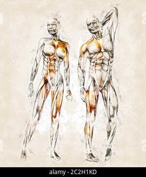 Esquisse artistique numérique de l'anatomie humaine Banque D'Images