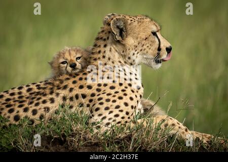 Close-up de tête sur cheetah cub lying Banque D'Images