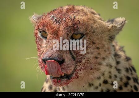 Close-up de guépard assis léchant nez en sang Banque D'Images