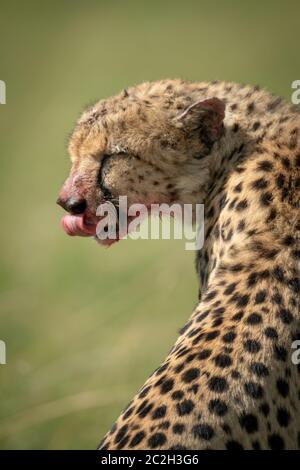 Close-up de guépard assis se lécher les lèvres sanglantes Banque D'Images