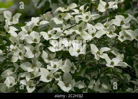 Cornouiller à fleurs asiatiques (Cornus kousa) Banque D'Images