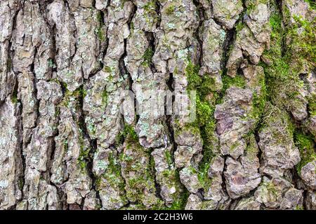 Texture naturelle - l'écorce fissurée sur de vieux tronc d'aulne (Alnus glutinosa) close up Banque D'Images