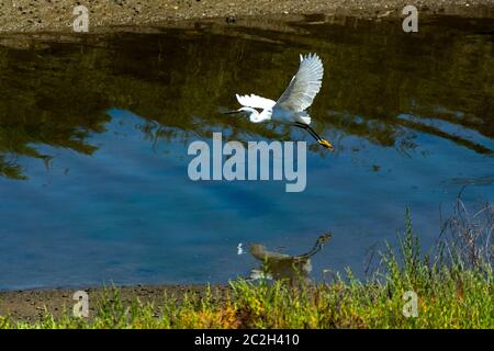 L'aigrette enneigée vole au-dessus de l'eau avec ses pieds jaunes qui traînent derrière elle dans les zones humides. Ses os sont visibles à travers ses ailes. Banque D'Images