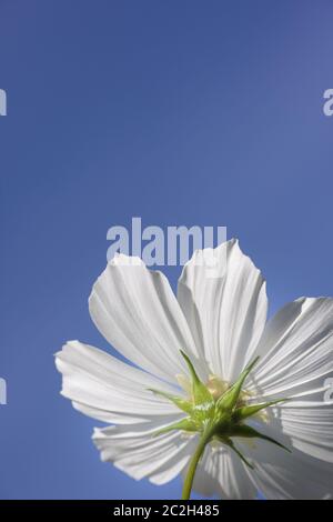 Belle fleur blanche Cosmos bipinnatus Banque D'Images