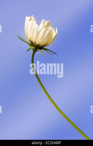 Belle fleur blanche Cosmos bipinnatus Banque D'Images