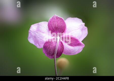 Fleur rose d'anemone hupehensis Banque D'Images