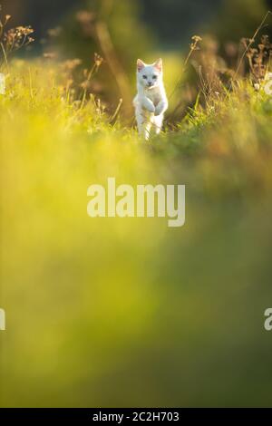 Jolie jeune femme avec son gros chien noir sur une belle prairie baignée dans la lumière chaude soirée, jouer ensemble Banque D'Images