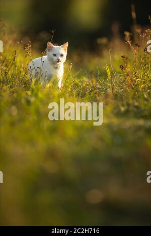 Jolie jeune femme avec son gros chien noir sur une belle prairie baignée dans la lumière chaude soirée, jouer ensemble Banque D'Images