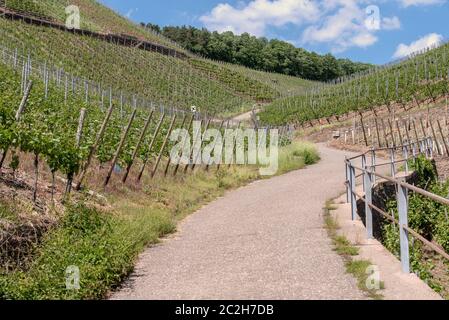 Route des vins rouges Banque D'Images